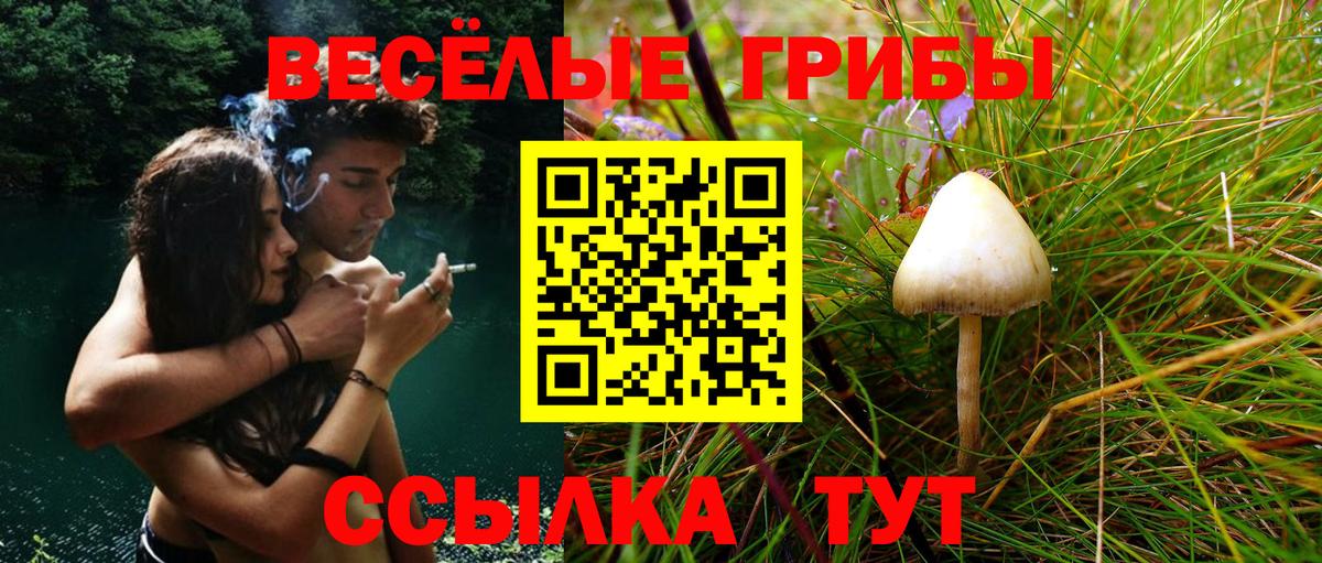 Псилоцибиновые грибы Psilocybe  Вход с VPN  Кызыл 